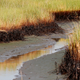 Marsh grass coated in oil